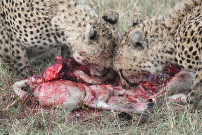 タンザニア旅行記その２ 最後に捕食シーンあり きむらゆういちのアトリエ通信