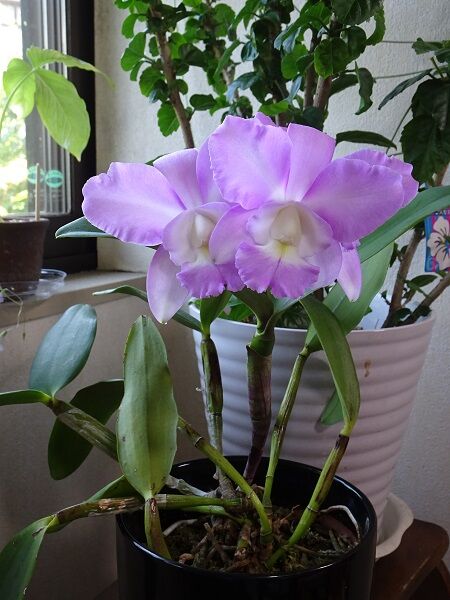 カトレアが開花 Hello