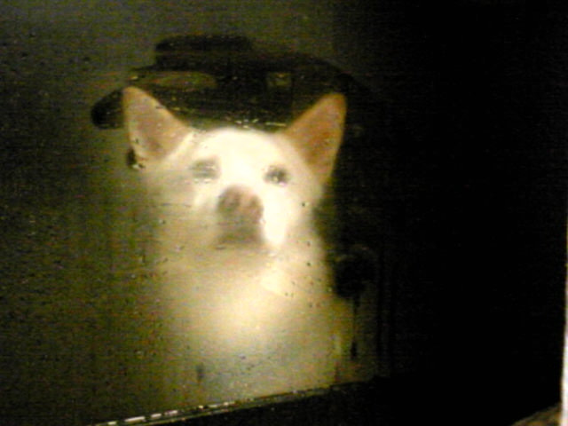 今日の犬 観察レポート５２ ファン太ジスタ