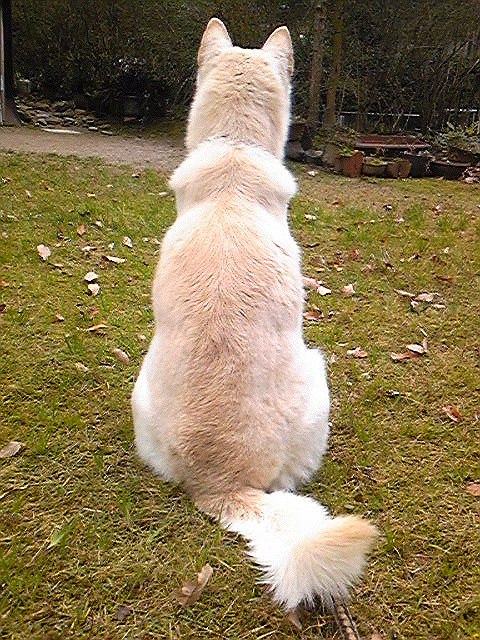 今日の犬 観察レポート45 ファン太ジスタ 今日の犬 観察レポート45 ファン太ジスタ