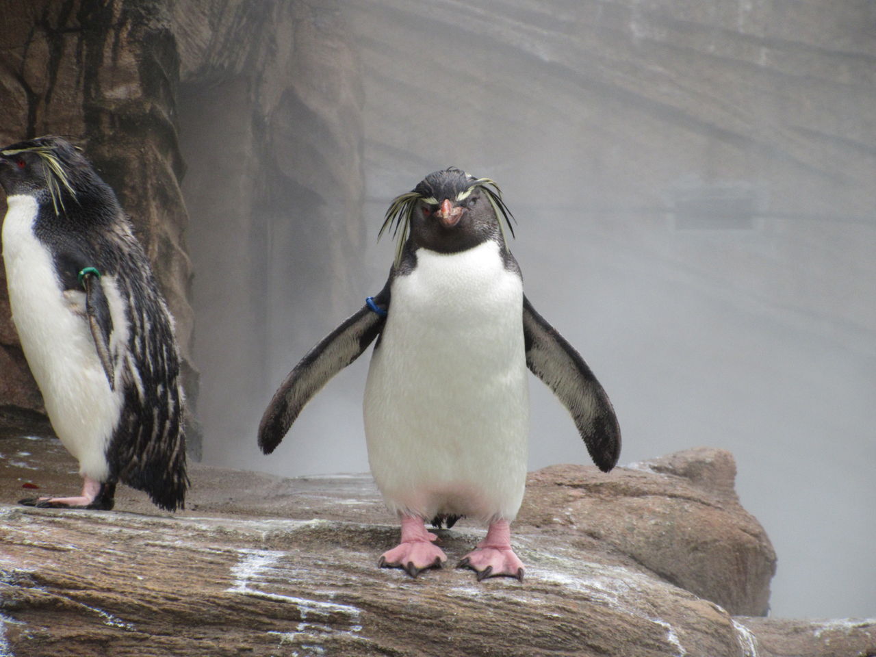 東山動植物園 窓越しのペンギンたち