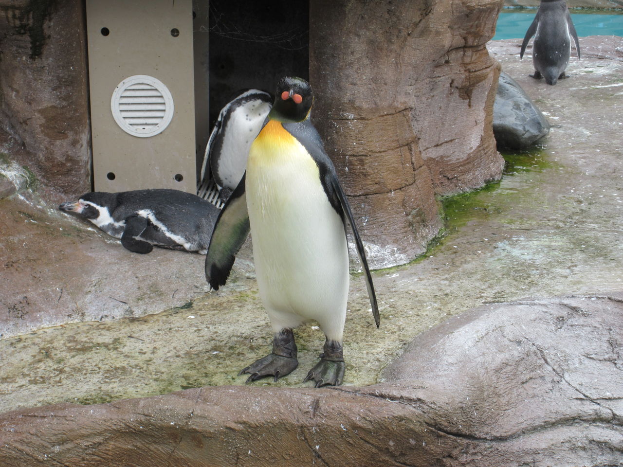 東山動植物園のペンギンたち その２ 窓越しのペンギンたち