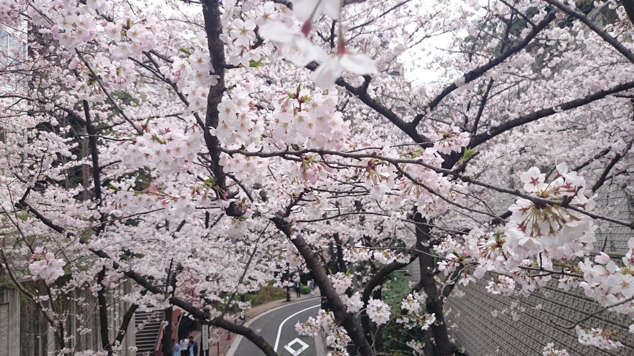一年ぶりのアークヒルズの桜 猫の女神様 Bastet The Goddess Of Fertility