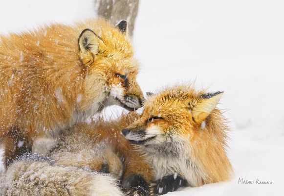 DM_�����νִ�_4_kadono