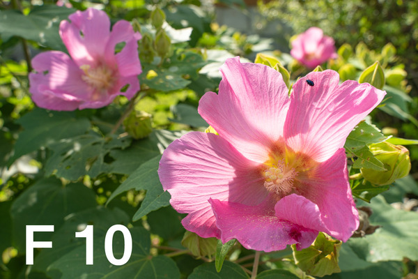 M3_00475_180924_FHD100_f100