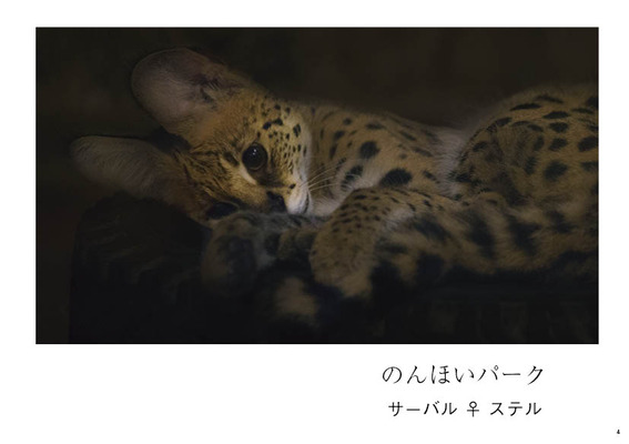 171230_C93_016_ほんものフレンズずかん05