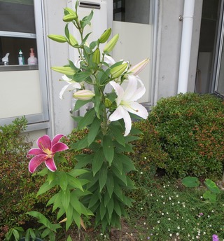 IMG_7531 (3)