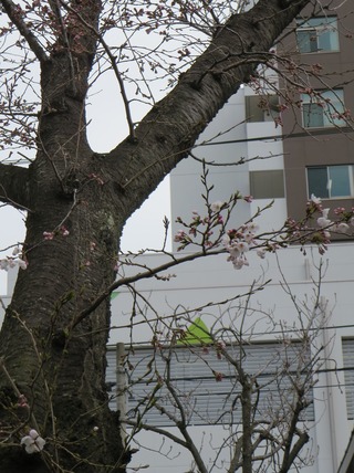 IMG_7018 (4)