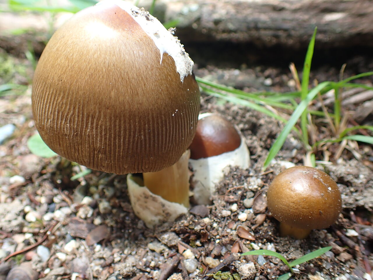 珍菌 茶卵茸 チャタマゴタケ 西中国の沢と海 珍菌 茶卵茸 チャタマゴタケ 西中国の沢と海