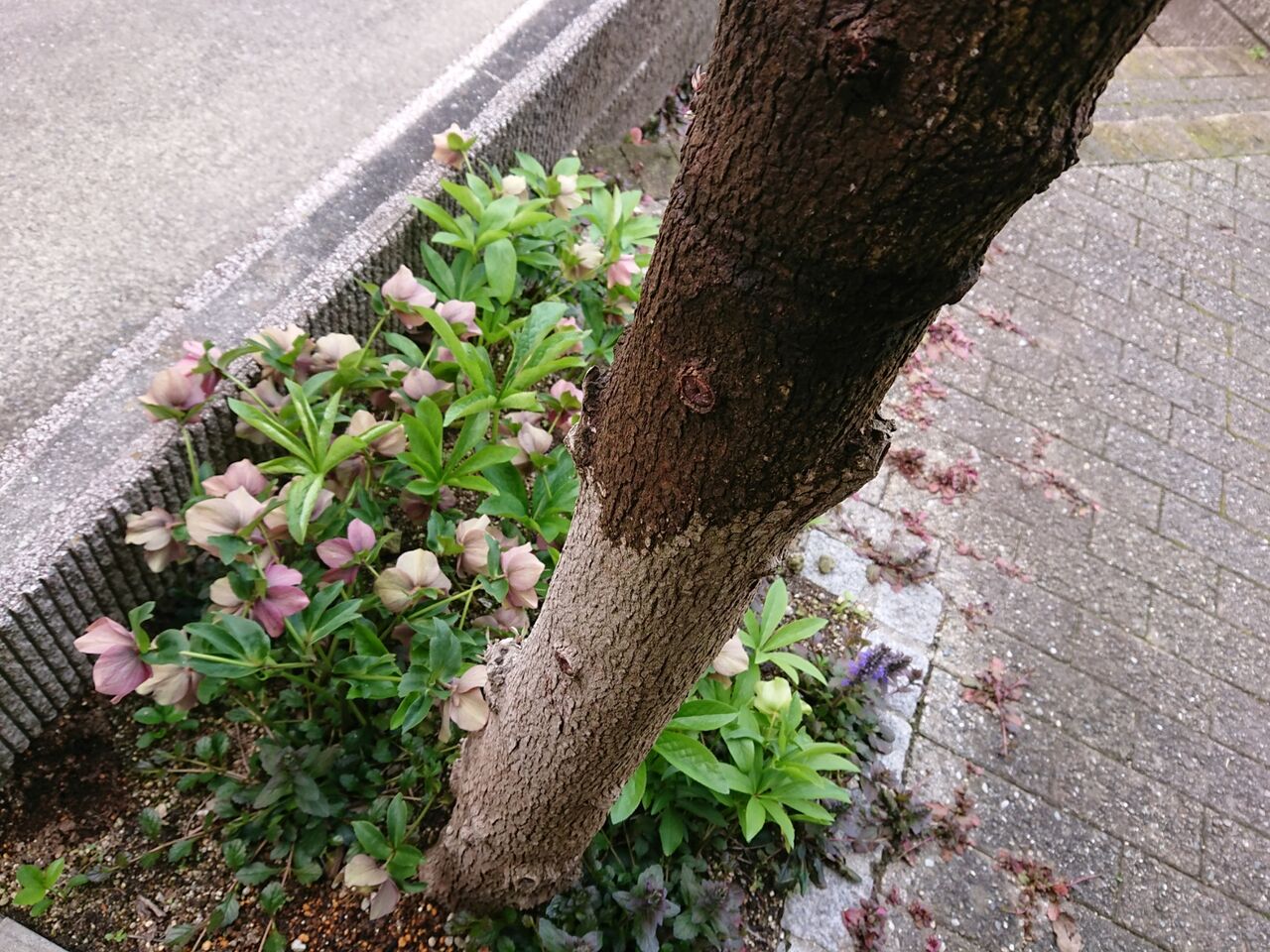 ハナミズキは 花水木 というはなし 西中国の沢と海 ハナミズキは 花水木 というはなし 西中国の沢と海