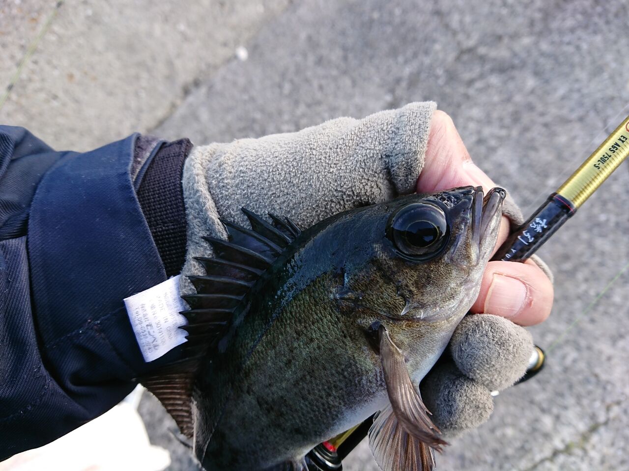 デイメバリング 本格２月 大潮 厳しいねぇ 西中国の沢と海