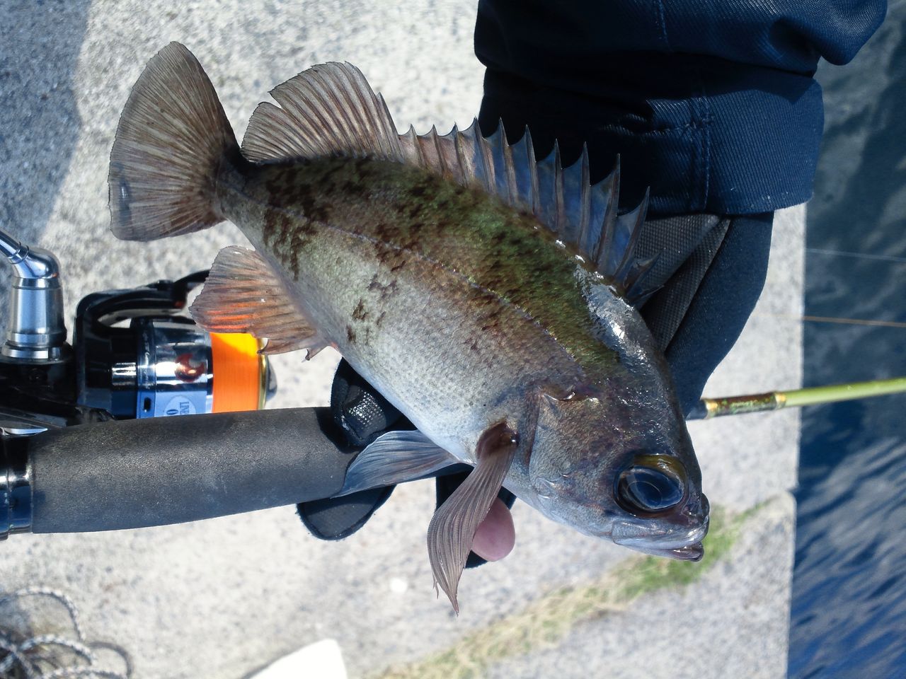 デイメバリング やっぱあんま居らんね ケド エエ釣りよ 西中国の沢と海