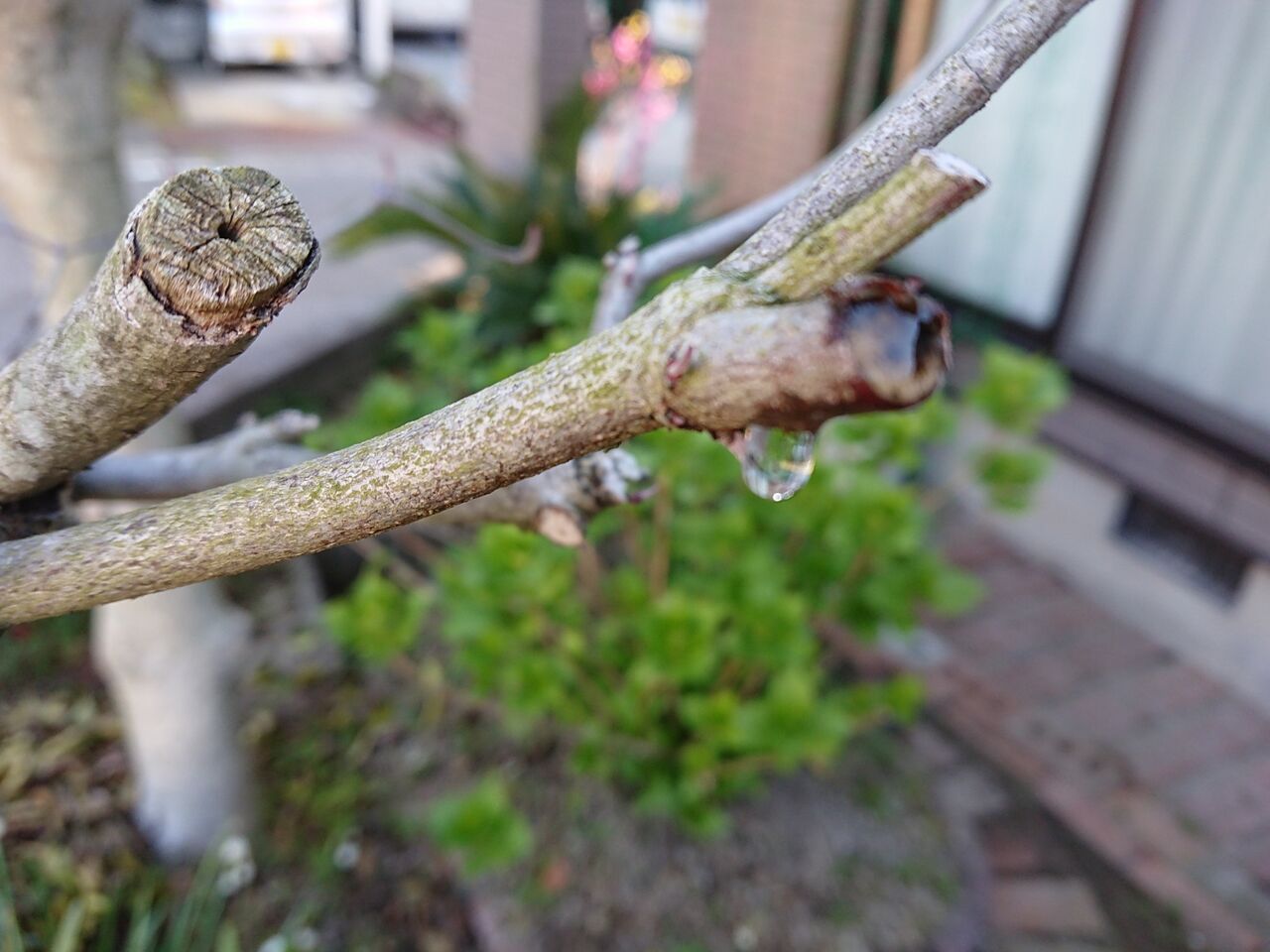 ハナミズキは 花水木 というはなし 西中国の沢と海 ハナミズキは 花水木 というはなし 西中国の沢と海