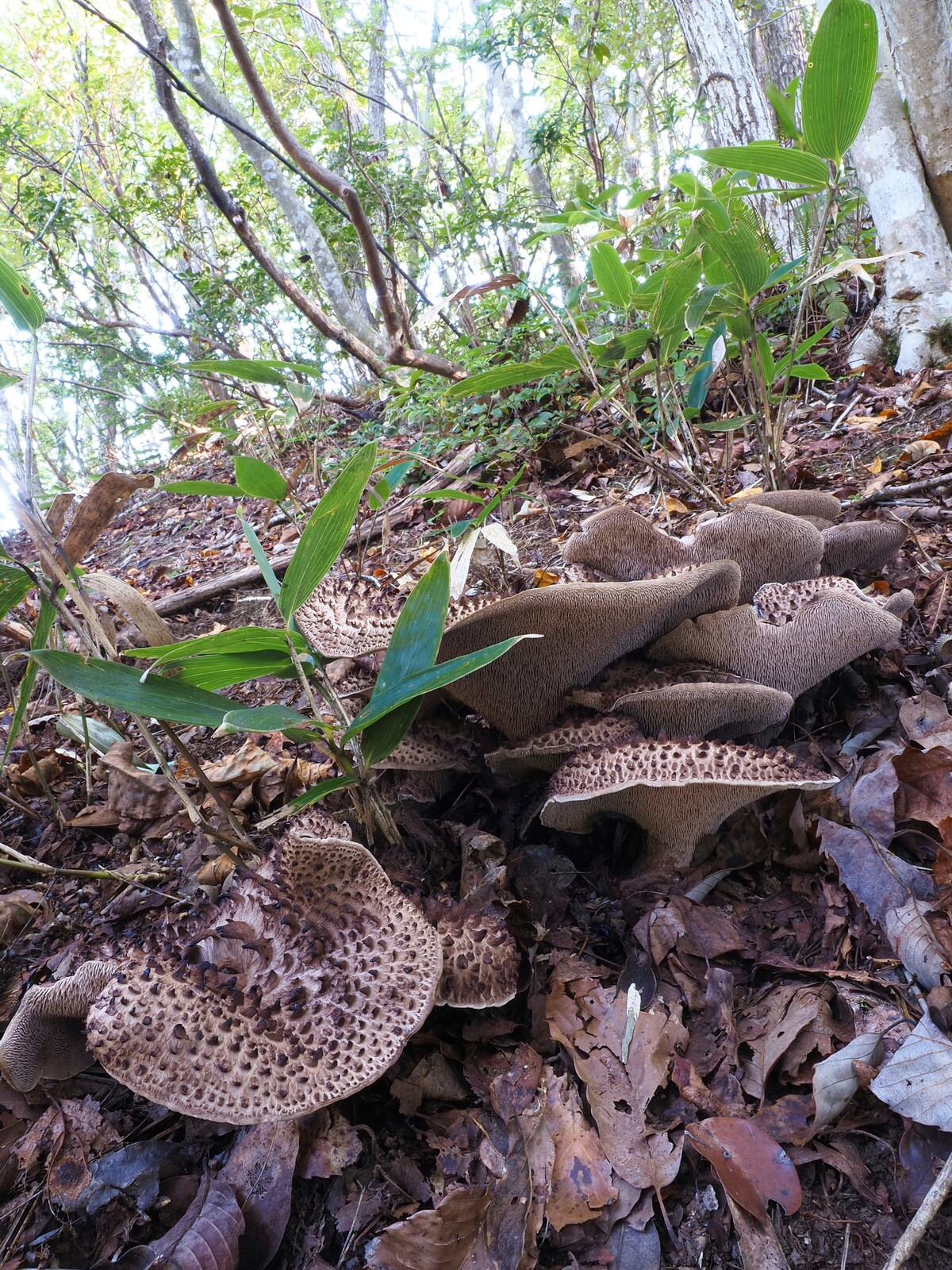 リベンジ成功！夢の香茸地獄Ⅱ：大笑（コウタケ） : 西中国の沢と海