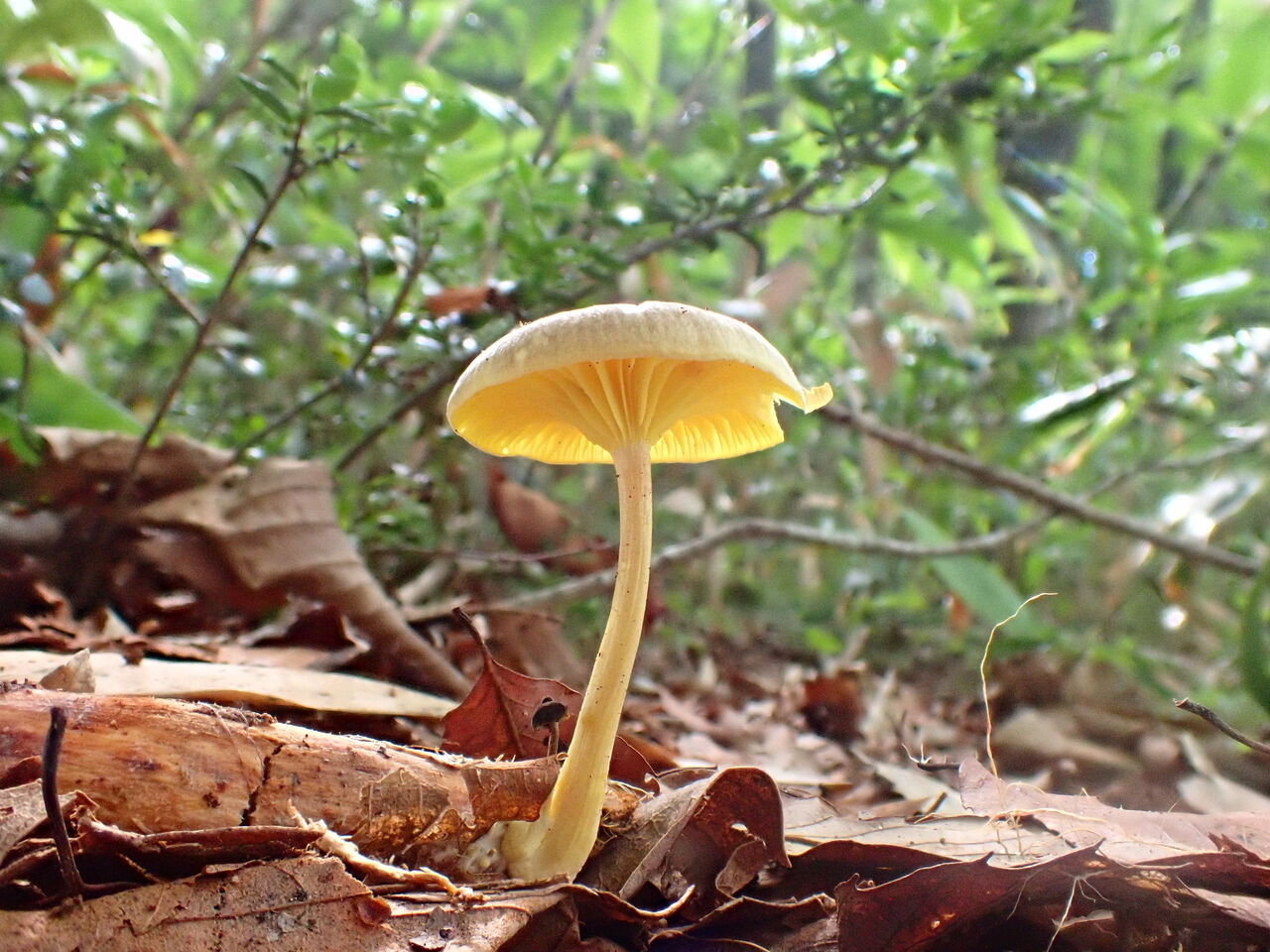 北方も、もはやこれまで(笑)・・捻り出しての1本！！（キヒダサカズキ