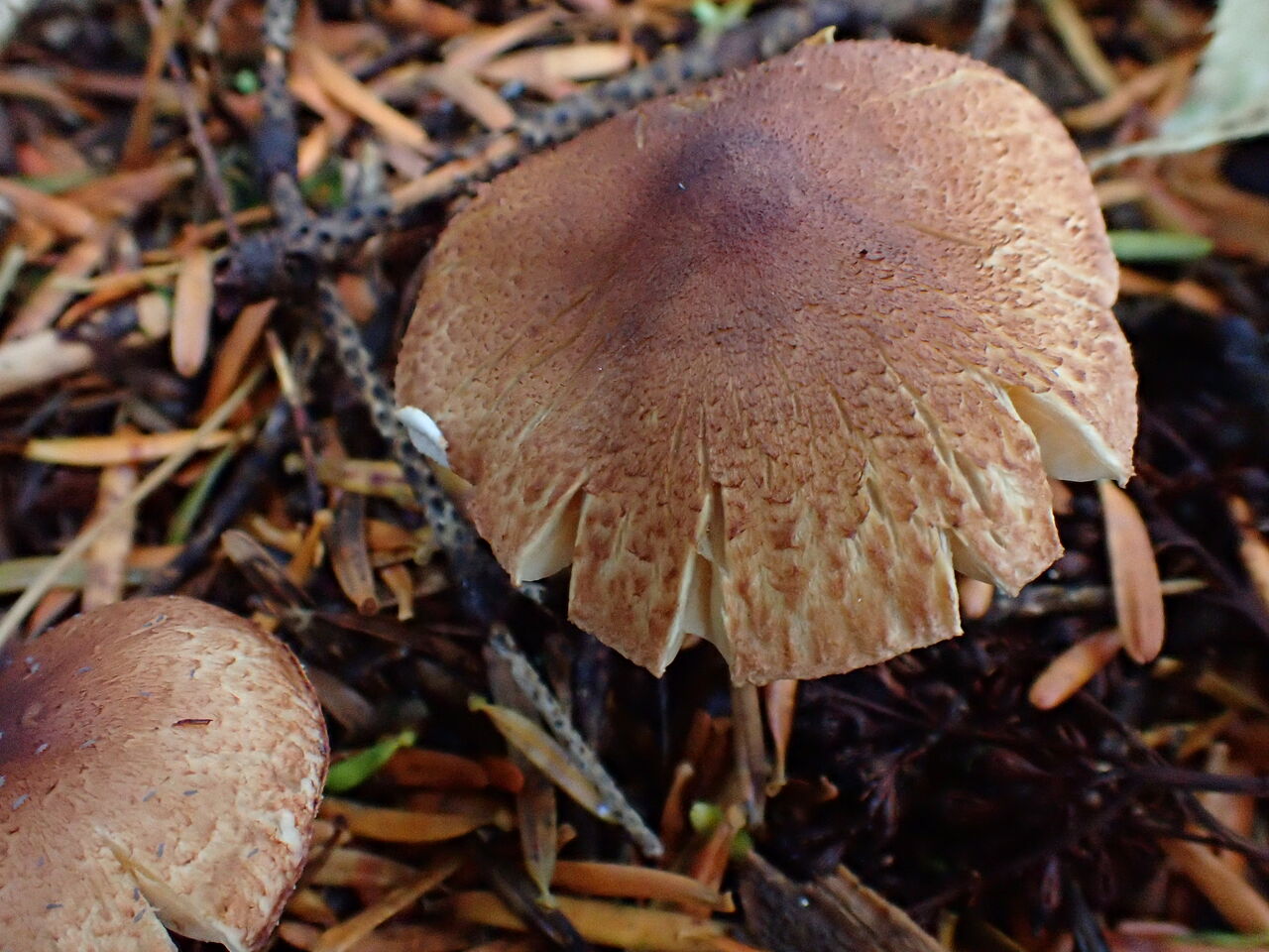 う～ん、ワケ判んない3兄弟（シモコシ、キシメジ、カラキシメジ）。 : 西中国の沢と海