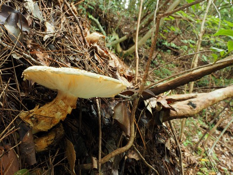 2024、マツタケ山にも豊穣の秋が来た！（マツタケ・クロカワ） : 西