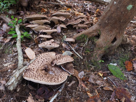 リベンジ成功！夢の香茸地獄Ⅱ：大笑（コウタケ） : 西中国の沢と海