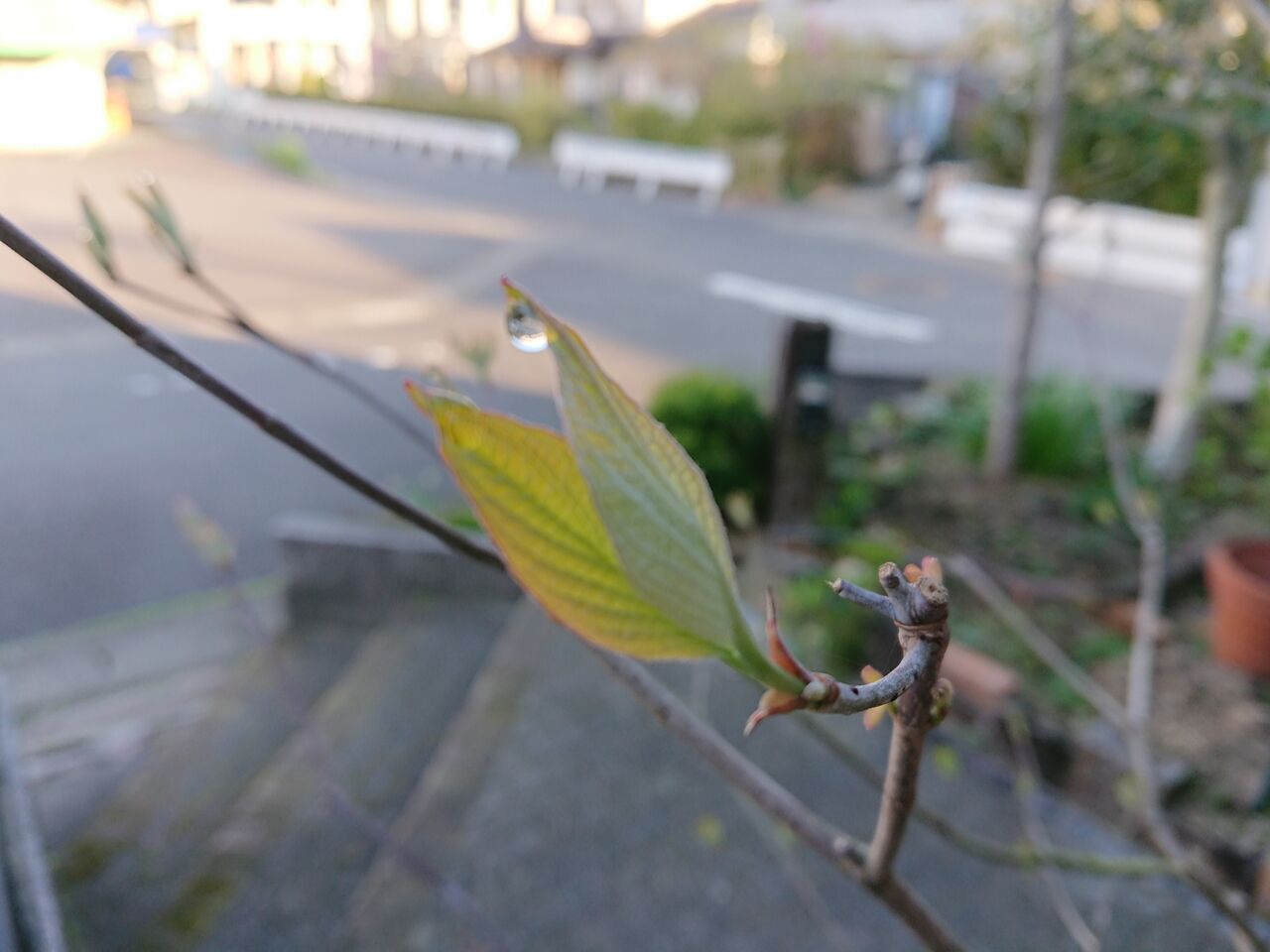 ハナミズキは 花水木 というはなし 西中国の沢と海 ハナミズキは 花水木 というはなし 西中国の沢と海