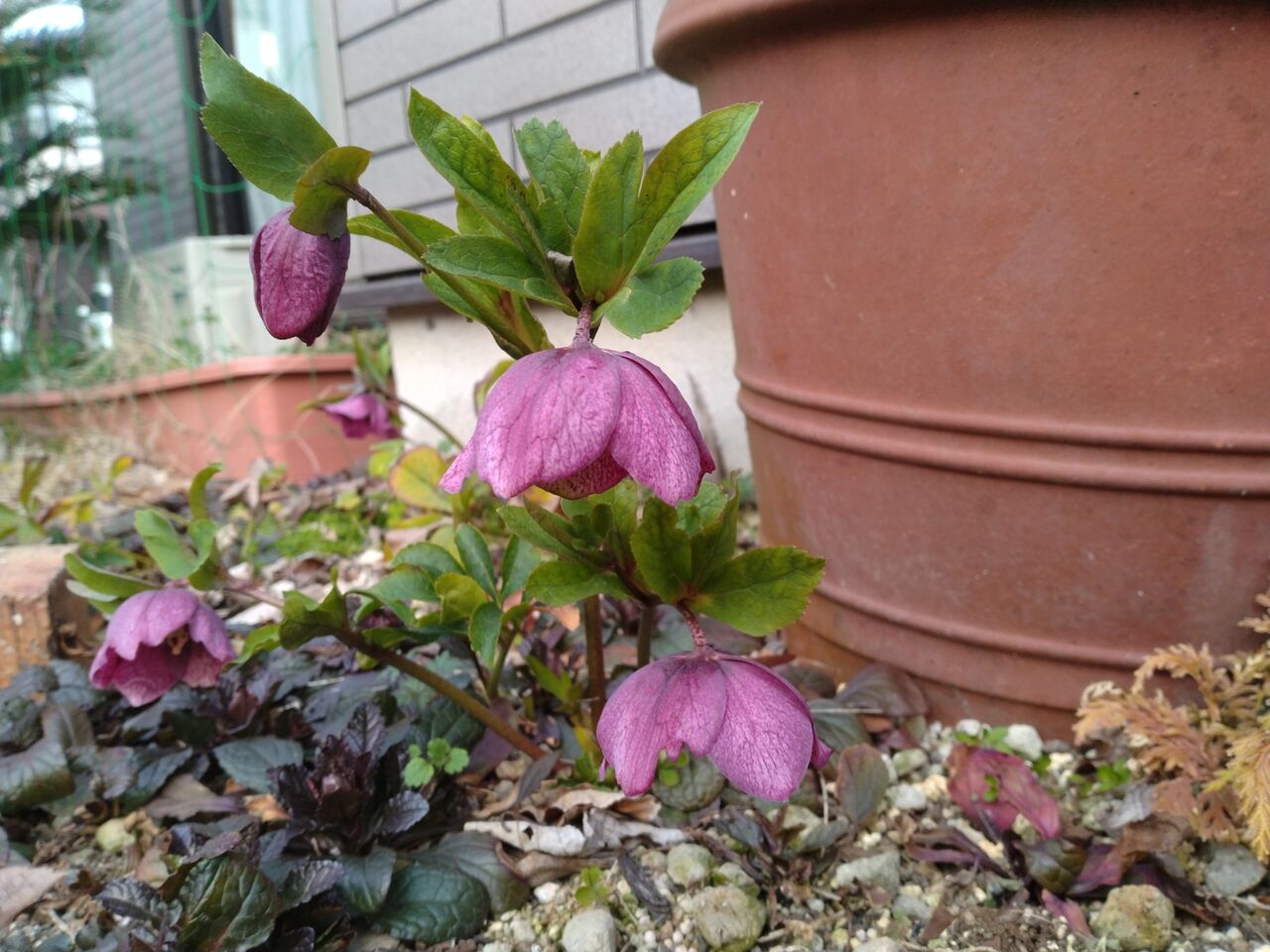 クリスマスローズ、種から咲きました！ : 西中国の沢と海