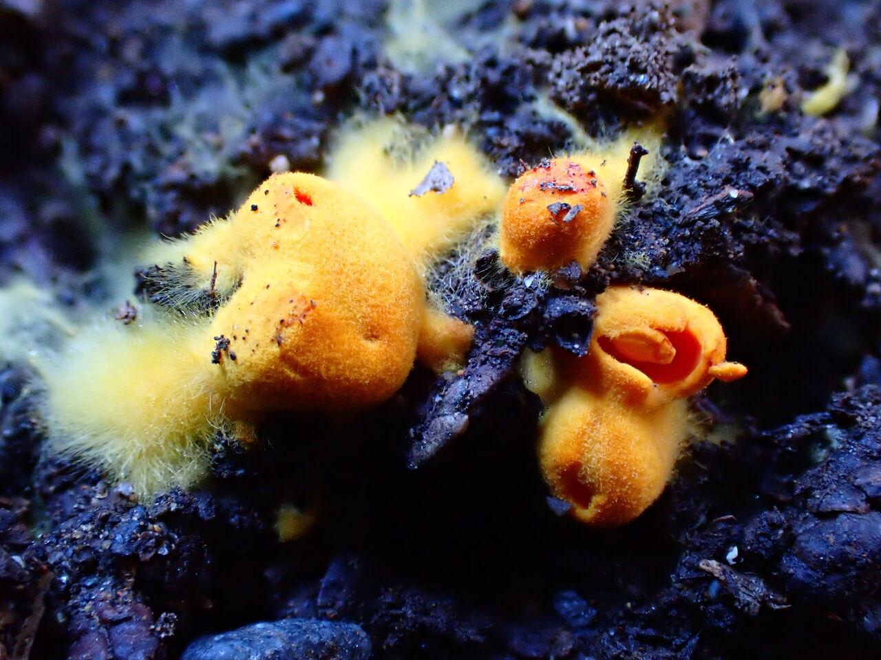 いよっしゃ～、北方ご近所山もやってくれるゼ！！（Acervus epispartius：アケルヴス エピスパルティウス） : 西中国の沢と海