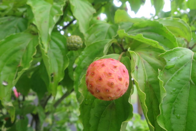 ヤマボウシの実 Cornus Kousa Fruit 英語で話す日本 About Japan In English