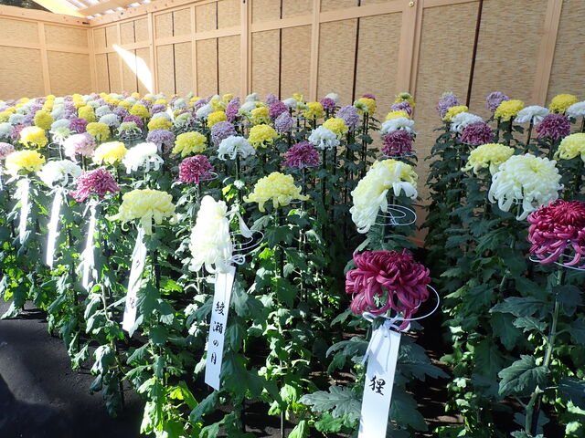 菊花壇展 The Chrysanthemum Exhibition In Shinjuku Gyoen 1 英語で話す日本 About Japan In English