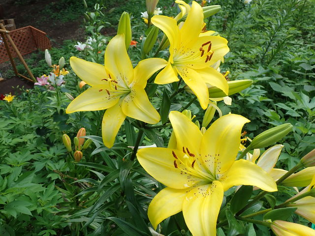 ハイブリッドリリィ Hybrid Lilies 英語で話す日本 About Japan In English ハイブリッドリリィ Hybrid Lilies 英語で話す日本 About Japan In English