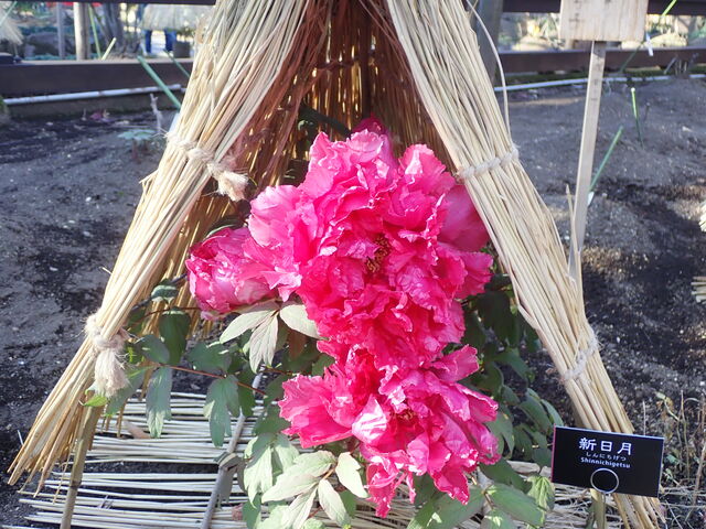 冬牡丹 新日月錦 島の輝 Winter Peony 2 英語で話す日本 About Japan In English 冬牡丹 新日月錦 島の輝 Winter Peony 2 英語で話す日本 About Japan In English