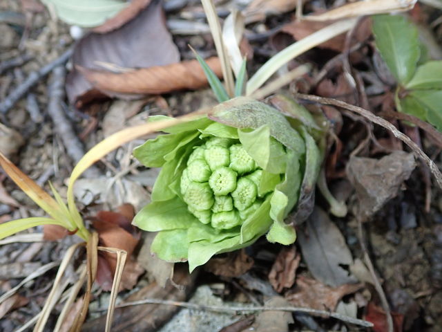 フキノトウ Butterbur Scape 英語で話す日本 About Japan In English