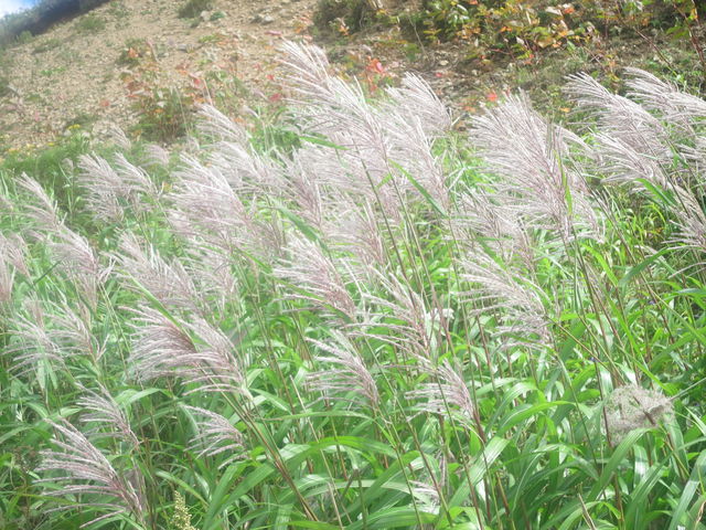 ススキ Miscanthus Sinensis 英語で話す日本 About Japan In English