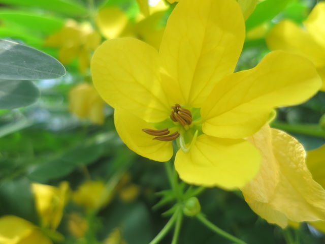 モクセンナ Cassia Surattensis 英語で話す日本 About Japan In English