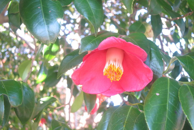 ヤブツバキ Camellia Japonica 英語で話す日本 About Japan In English