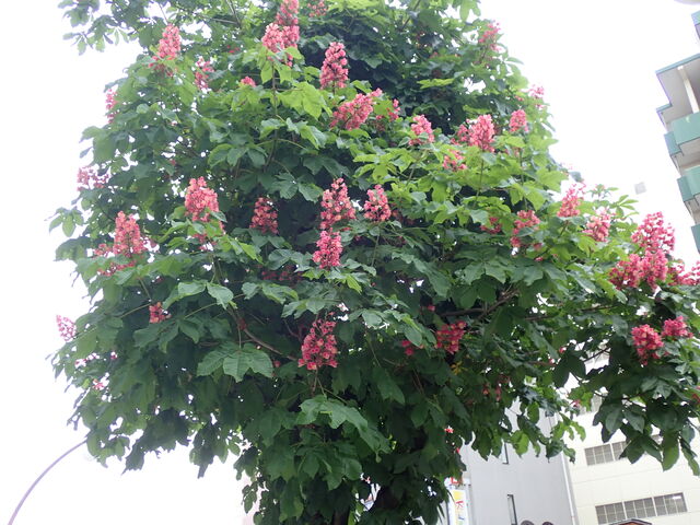 ベニバナトチノキ Red Horse Chestnut 英語で話す日本 About Japan In English ベニバナトチノキ Red Horse Chestnut 英語で話す日本 About Japan In English