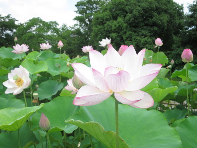 古代蓮 Ancient Lotus 英語で話す日本 About Japan In English