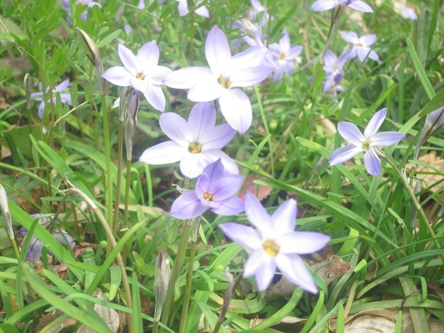 ハナニラ Ipheion Uniflorum 英語で話す日本 About Japan In English
