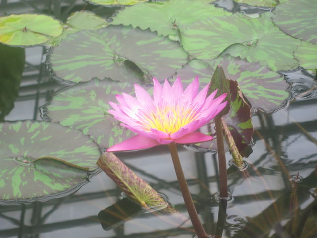 熱帯性スイレン Tropical Water Lilies 英語で話す日本 About Japan In English