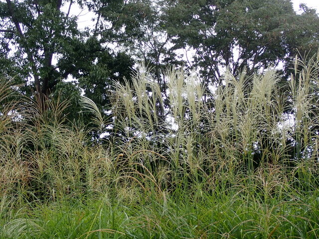 ススキ Miscanthus Sinensis 英語で話す日本 About Japan In English