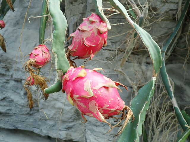 ドラゴンフルーツ Dragon Fruit 英語で話す日本 About Japan In English