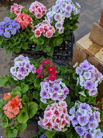 プリムラオブコニカ Primula Obconica 英語で話す日本 About Japan In English