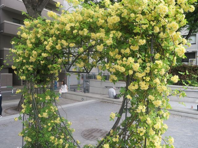 モッコウバラ Banksia Rose 英語で話す日本 About Japan In English モッコウバラ Banksia Rose 英語で話す日本 About Japan In English