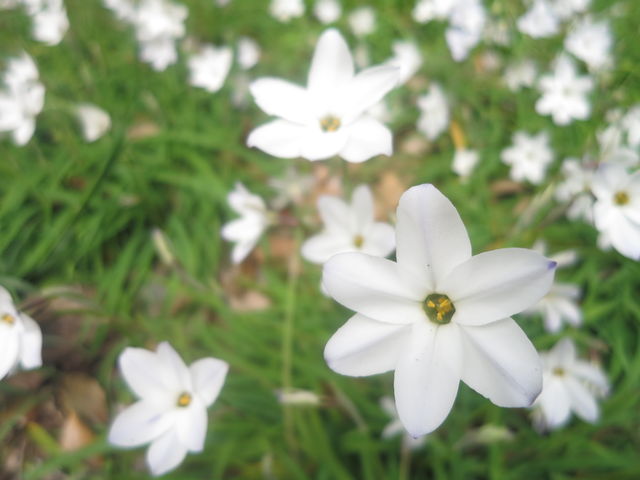 ハナニラ Ipheion Uniflorum 英語で話す日本 About Japan In English