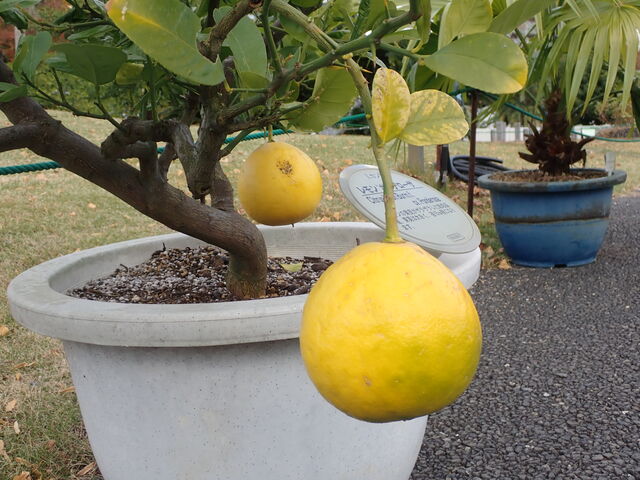 レモン Ponderosa Lemon 英語で話す日本 About Japan In English