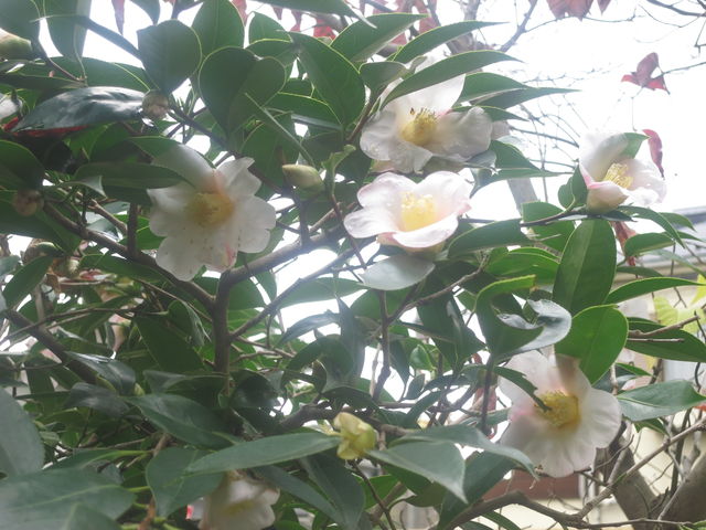 ツバキ Camellia Japonica 1 英語で話す日本 About Japan In English