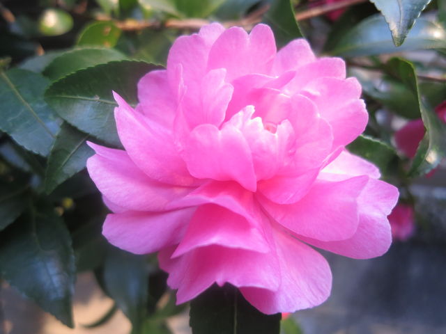 サザンカ Camellia Sasanqua 2 英語で話す日本 About Japan In English