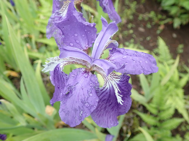 イチハツ Iris Tectorum 英語で話す日本 About Japan In English イチハツ Iris Tectorum 英語で話す日本 About Japan In English