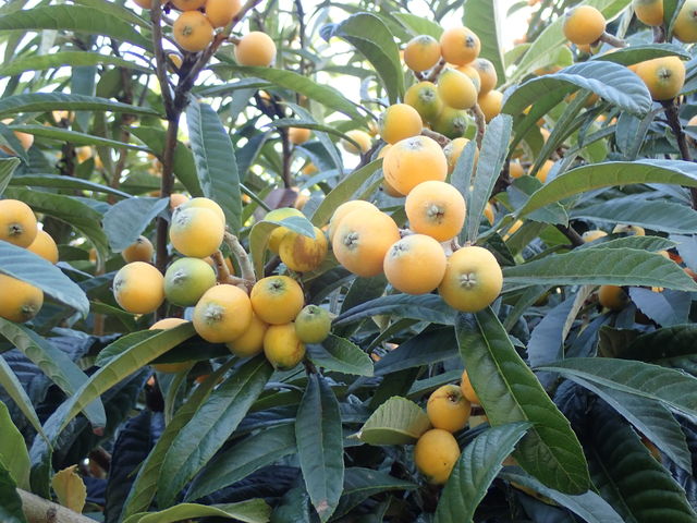 ビワ Loquat 英語で話す日本 About Japan In English