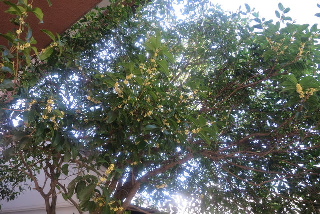 ギンモクセイ：Silver Osmanthus : 英語で話す日本：About Japan