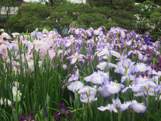 花菖蒲 Japanese Iris 英語で話す日本 About Japan In English