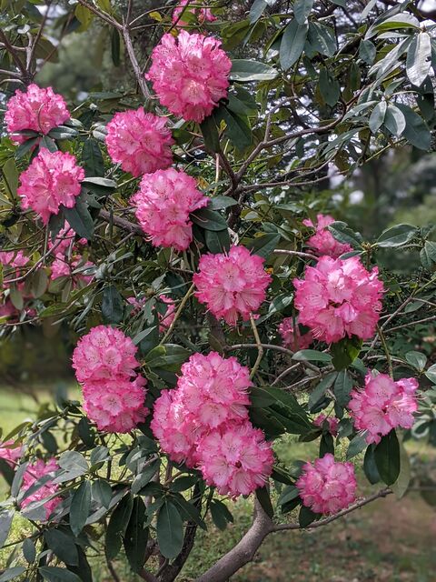 シャクナゲ：Rhododendron hymenanthes : 英語で話す日本：About Japan